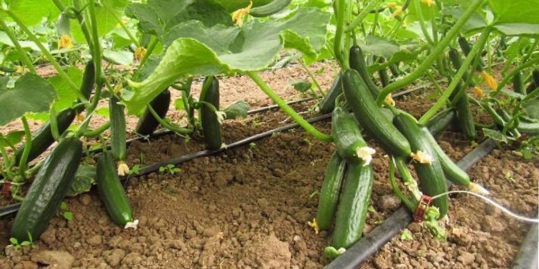 Artık salatalık yemek de riskli! Tarım krizi büyüyor: ‘Fluopyram’ kimyasalı resmen tehlike saçıyor 2